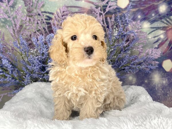 Toy Poodle DOG Male Cream 2053 Petland Lancaster, Ohio