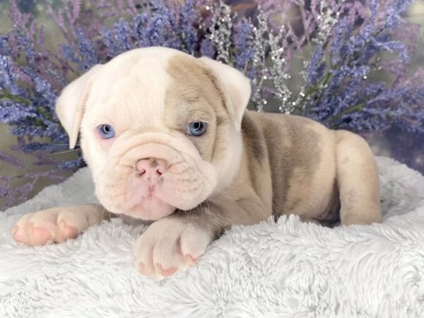 Old English Bulldog DOG Male LILAC MERLE 2052 Petland Lancaster, Ohio