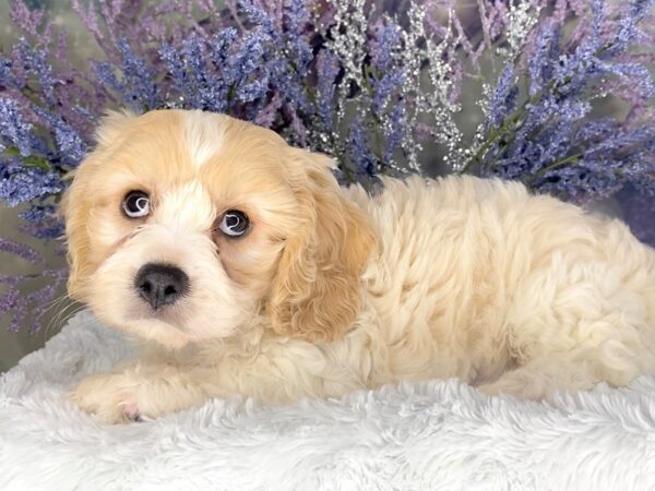 Cava Chon-DOG-Female-BLENHIEM-2051-Petland Lancaster, Ohio