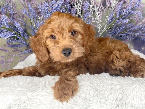 Irishdoodle Mini-DOG-Male-Red-2048-Petland Lancaster, Ohio