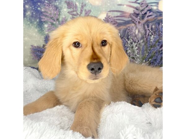 Golden Retriever DOG Female Golden 2041 Petland Lancaster, Ohio