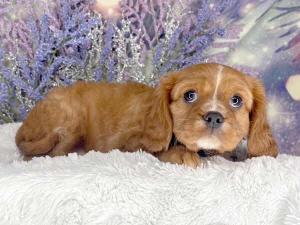 Cavalier King Charles Spaniel DOG Female ruby 2055 Petland Lancaster, Ohio