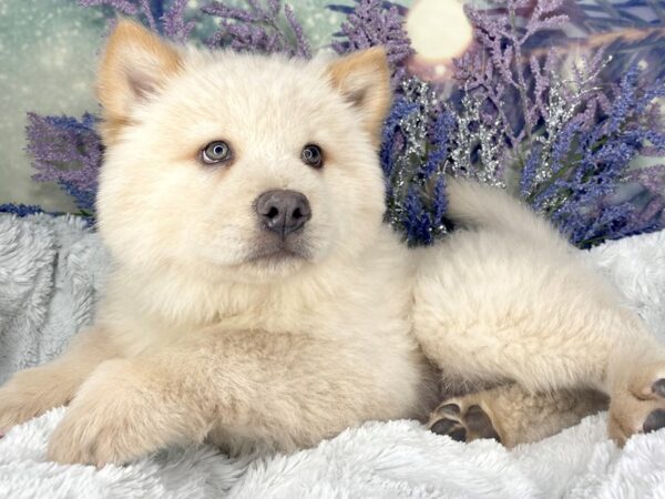 Chow Chow DOG Male Cream 2047 Petland Lancaster, Ohio