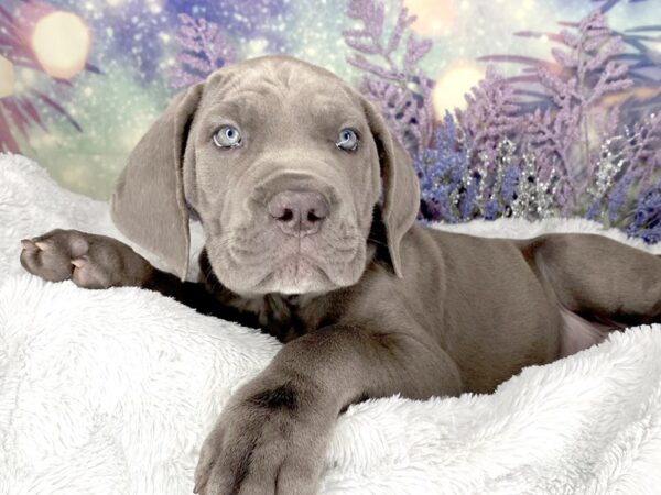 Cane Corso-DOG-Male-Blue-2077-Petland Lancaster