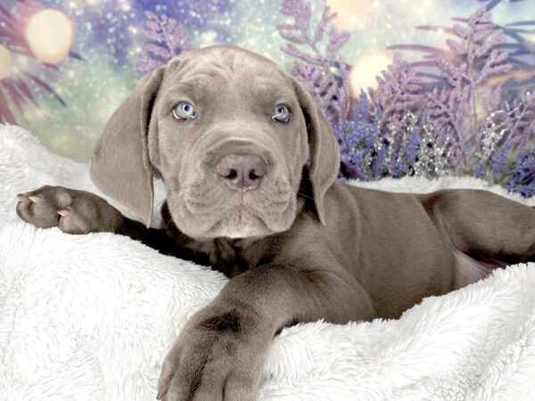 Cane Corso-DOG-Male-Blue-2077-Petland Lancaster, Ohio