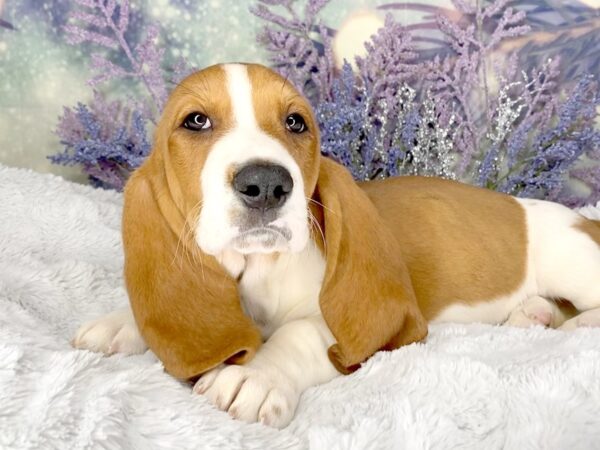 Basset Hound DOG Male Red / White 2076 Petland Lancaster, Ohio