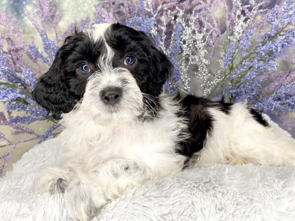 Cavapoo DOG Male White with black 2073 Petland Lancaster, Ohio