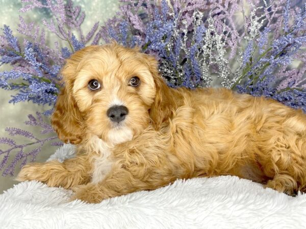 Cavapoo-DOG-Male-Ruby-2072-Petland Lancaster, Ohio