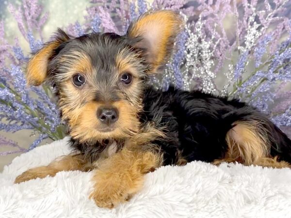 Yorkshire Terrier DOG Male 2071 Petland Lancaster, Ohio