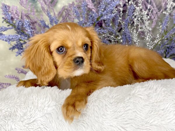 Cavalier King Charles Spaniel DOG Female Ruby 2070 Petland Lancaster, Ohio