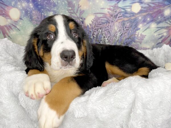 Bernese Mountain Dog DOG Male TRI 2068 Petland Lancaster, Ohio