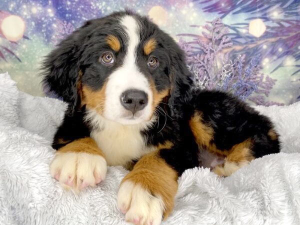 Bernese Mountain Dog-DOG-Female-tri-2067-Petland Lancaster, Ohio