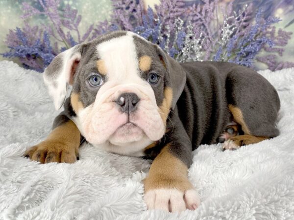 English Bulldog DOG Female Blue Tan / White 2066 Petland Lancaster, Ohio