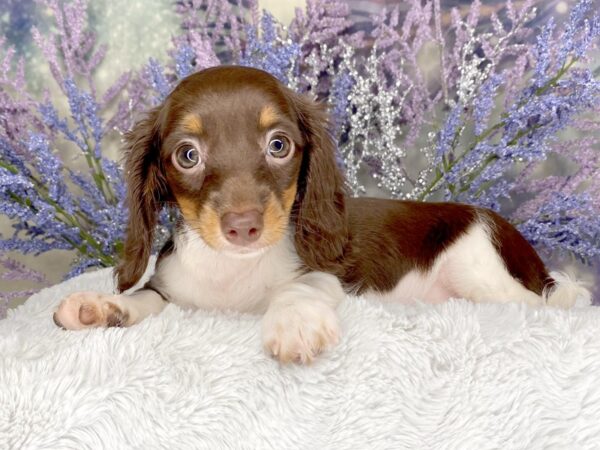 Dachshund DOG Female Chocolate / Tan 2065 Petland Lancaster, Ohio