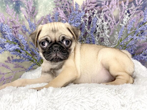 Pug DOG Female Fawn 2064 Petland Lancaster, Ohio