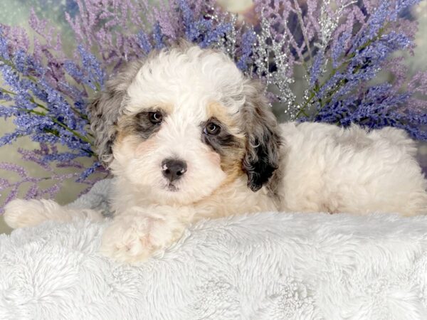 Bernedoodle Mini 2nd Gen DOG Male Blue Merle / Tan 2063 Petland Lancaster, Ohio