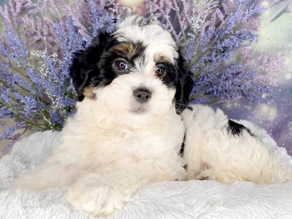 Bernedoodle Mini 2nd Gen DOG Female Tri-Colored 2062 Petland Lancaster, Ohio