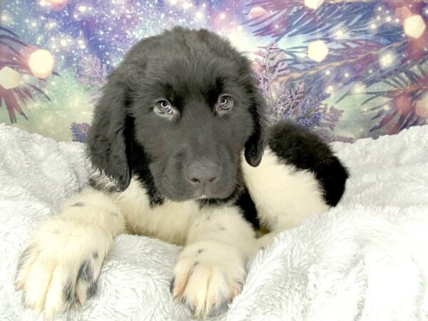 Newfoundland-DOG-Male-Black / White-2060-Petland Lancaster, Ohio