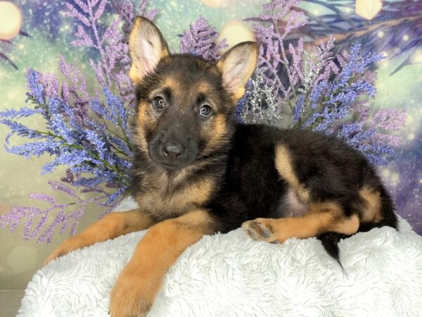 German Shepherd Dog DOG Female Black / Tan 2058 Petland Lancaster, Ohio