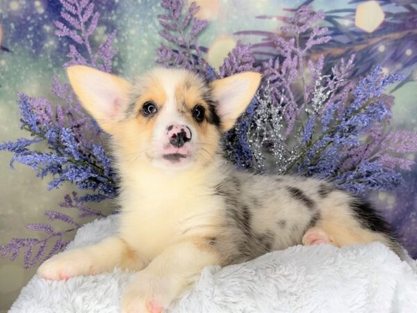 Pembroke Welsh Corgi-DOG-Male-Blue Merle-2059-Petland Lancaster