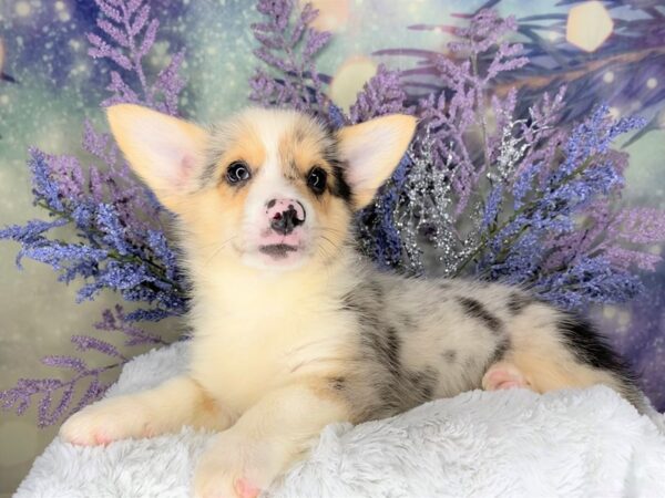 Pembroke Welsh Corgi-DOG-Male-Blue Merle-2059-Petland Lancaster, Ohio