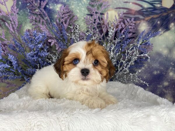 Teddy Bear DOG Female brwn wht 2083 Petland Lancaster, Ohio