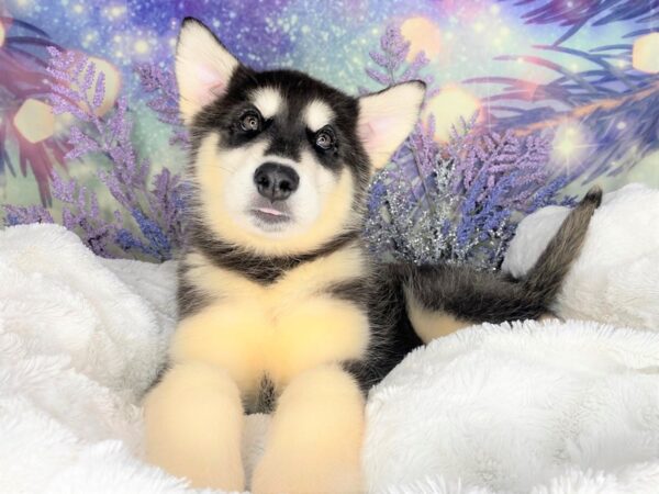 Alaskan Malamute DOG Female Black / White 2078 Petland Lancaster, Ohio