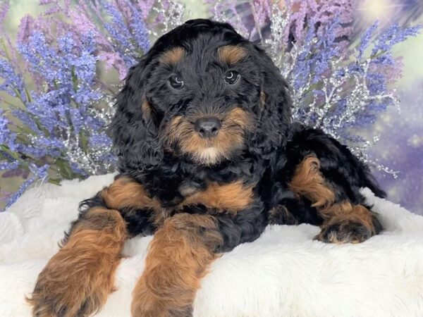 Cock A Poo 2nd Gen DOG Male Black / Tan 2079 Petland Lancaster