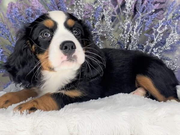 F2 Mini Bernese DOG Female Tri-Colored 2081 Petland Lancaster, Ohio