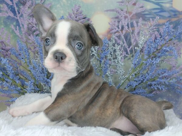 Frenchton DOG Female blue brindle/ white 2046 Petland Lancaster, Ohio