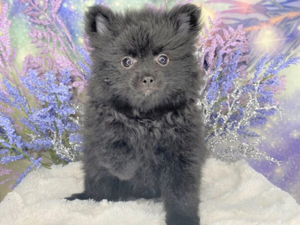 Pomeranian DOG Female Black 2080 Petland Lancaster, Ohio