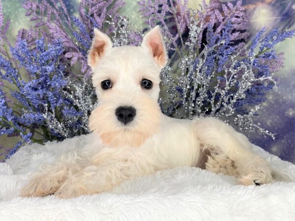 Miniature Schnauzer DOG Female White 2086 Petland Lancaster, Ohio