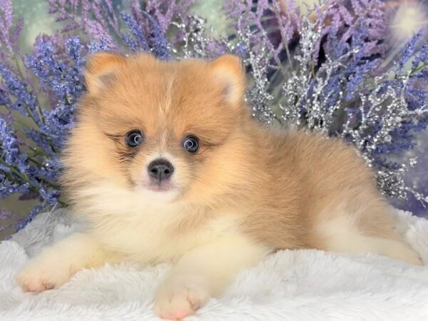 Pomeranian DOG Male blue fawn 2082 Petland Lancaster, Ohio