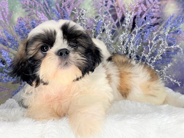 Shih Tzu DOG Male brown and white 2084 Petland Lancaster, Ohio