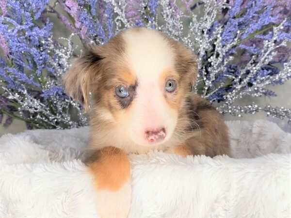 Miniature American Shepherd DOG Female Red Merle 2098 Petland Lancaster, Ohio