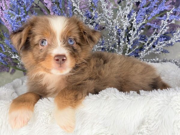 Miniature Australian Shepherd DOG Female Red Merle / White 2095 Petland Lancaster, Ohio