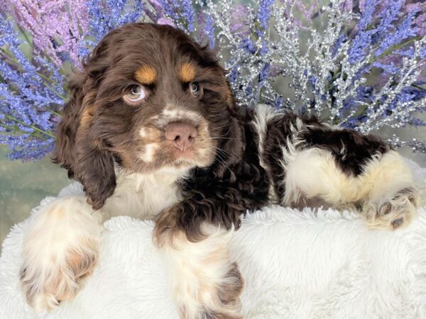 Cocker Spaniel DOG Male Chocolate White Tan 2096 Petland Lancaster, Ohio