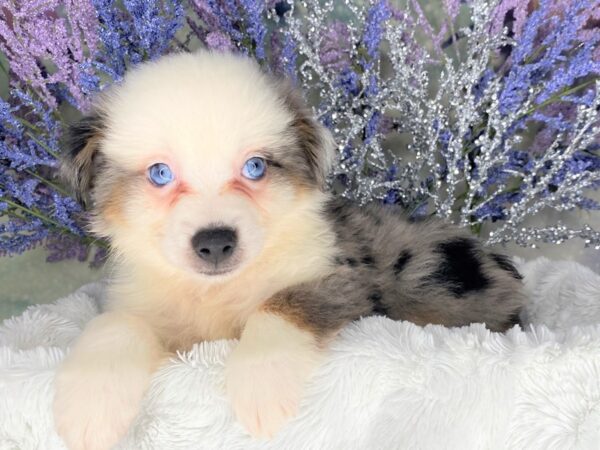 Miniature Australian Shepherd-DOG-Male-BLUE MERLE-2091-Petland Lancaster, Ohio