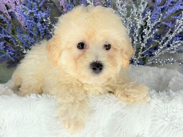 Bichonpoo-DOG-Female-APRICOT-2090-Petland Lancaster, Ohio