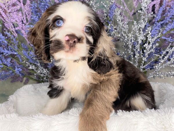 Cocker Spaniel DOG Male Chocolate / Tan 2088 Petland Lancaster, Ohio