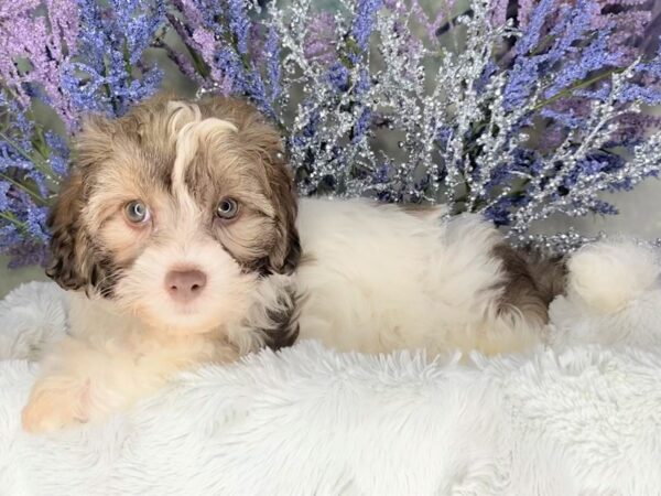 Havapoo-DOG-Male-Liver / White-2089-Petland Lancaster, Ohio