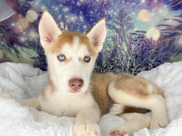 Siberian Husky DOG Male Red / White 2097 Petland Lancaster, Ohio