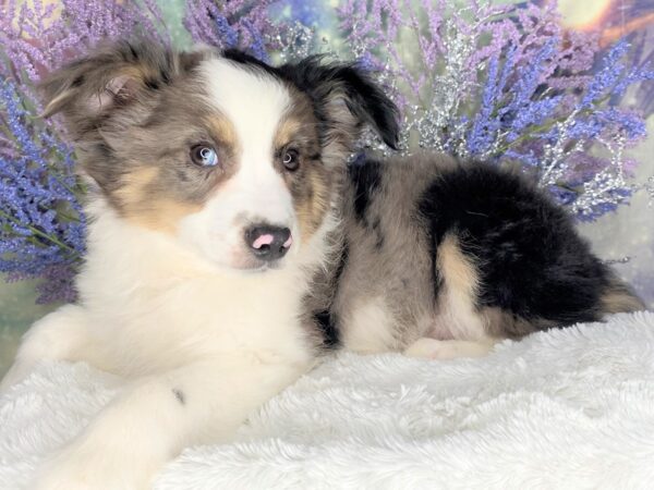 Australian Shepherd DOG Male Blue Merle 2087 Petland Lancaster, Ohio