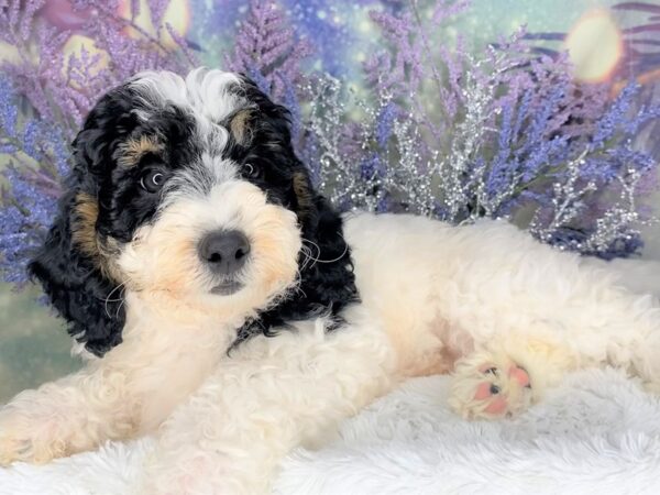 Bernedoodle Mini 2nd Gen-DOG-Female-Tri-Colored-2101-Petland Lancaster, Ohio