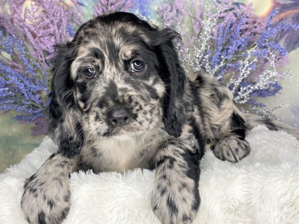 Petite Goldens DOG Female Black Merle 2100 Petland Lancaster, Ohio
