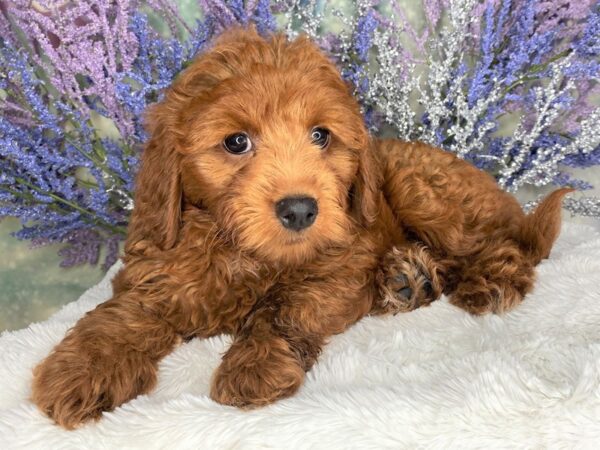 Goldendoodle Mini 2nd Gen DOG Female Red 2099 Petland Lancaster, Ohio