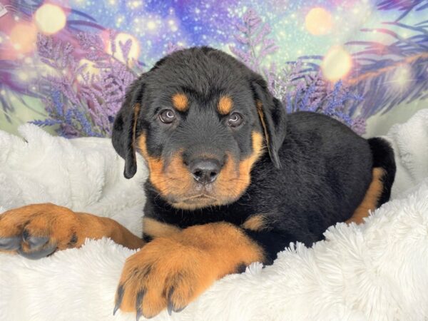 Rottweiler DOG Male Black and Mahogany 2094 Petland Lancaster, Ohio