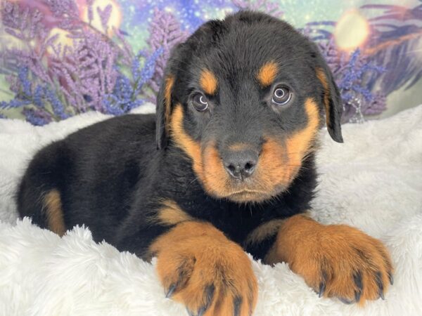 Rottweiler DOG Female Black and Mahogany 2093 Petland Lancaster, Ohio