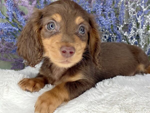 Dachshund DOG Male Chocolate / Tan 2104 Petland Lancaster, Ohio