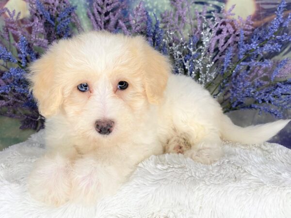 Bichonpoo DOG Female Cream / White 2105 Petland Lancaster, Ohio